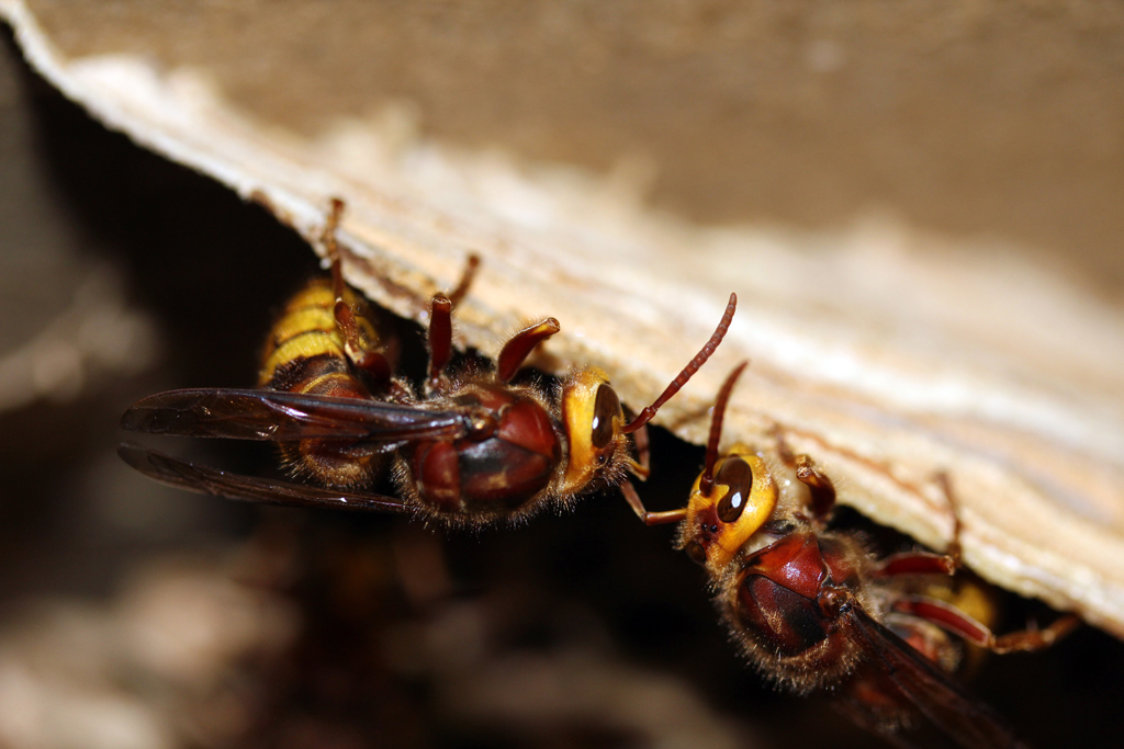 Hornet  {Vespa crabro}