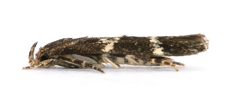 0892 Mompha subbistrigella