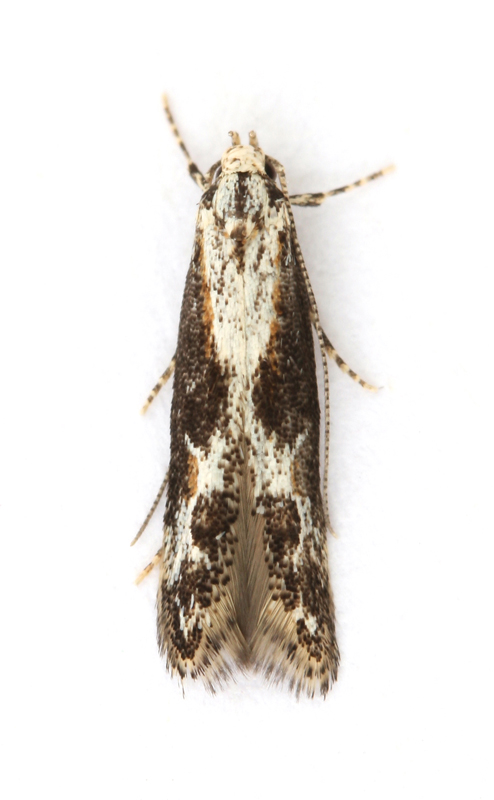 0905 Blastodacna hellerella