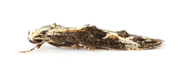 0905 Blastodacna hellerella