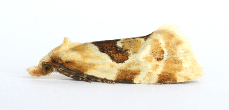 0946 Aethes rubigana