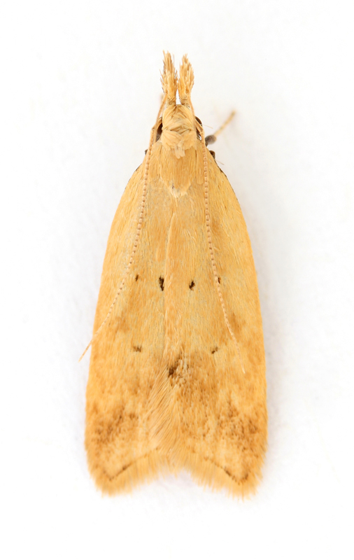 0861 Acompsia schmidtiellus