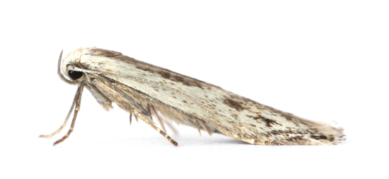 0840 Thiotricha subocellea