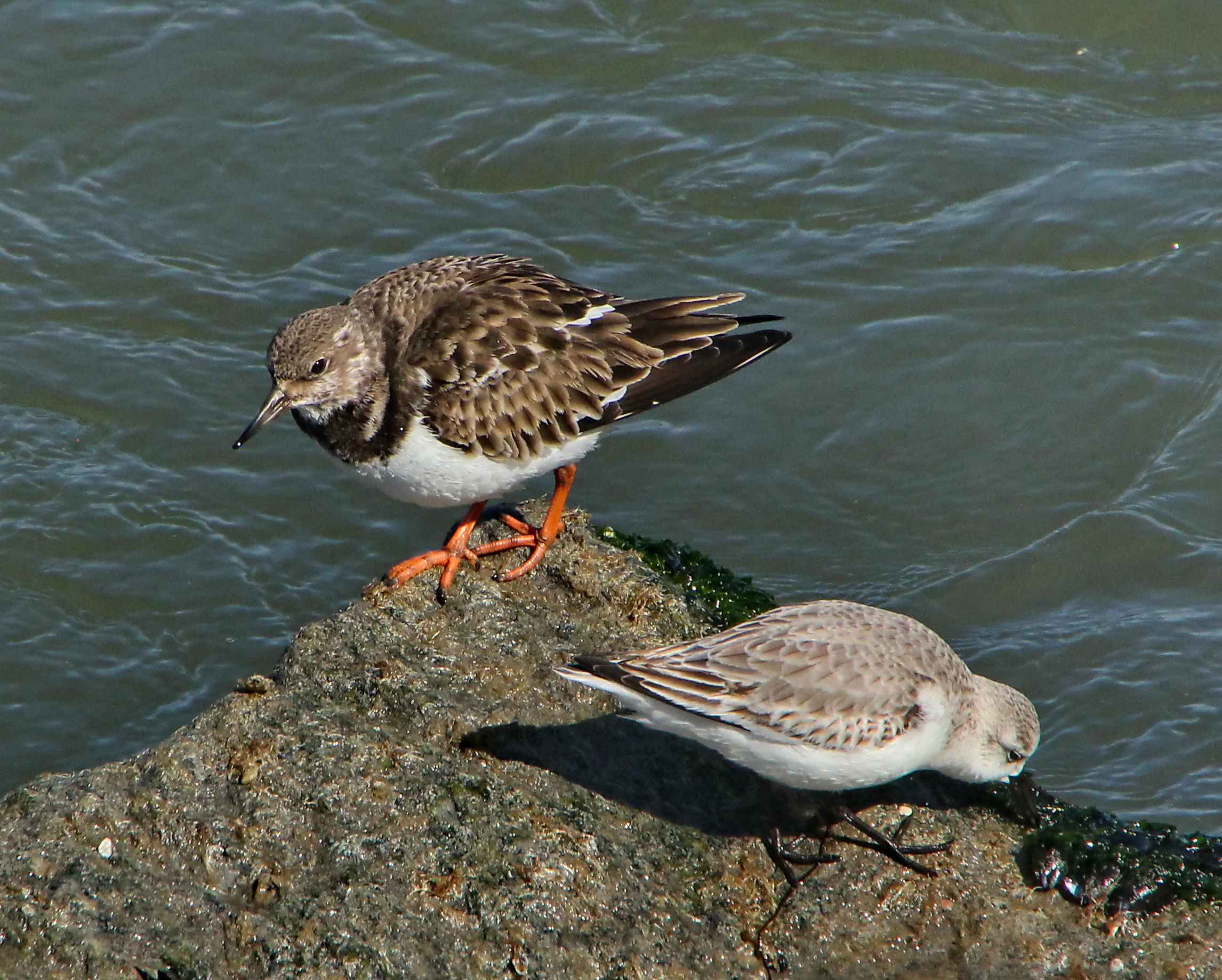 Ruddy Turnstone and Sanderling