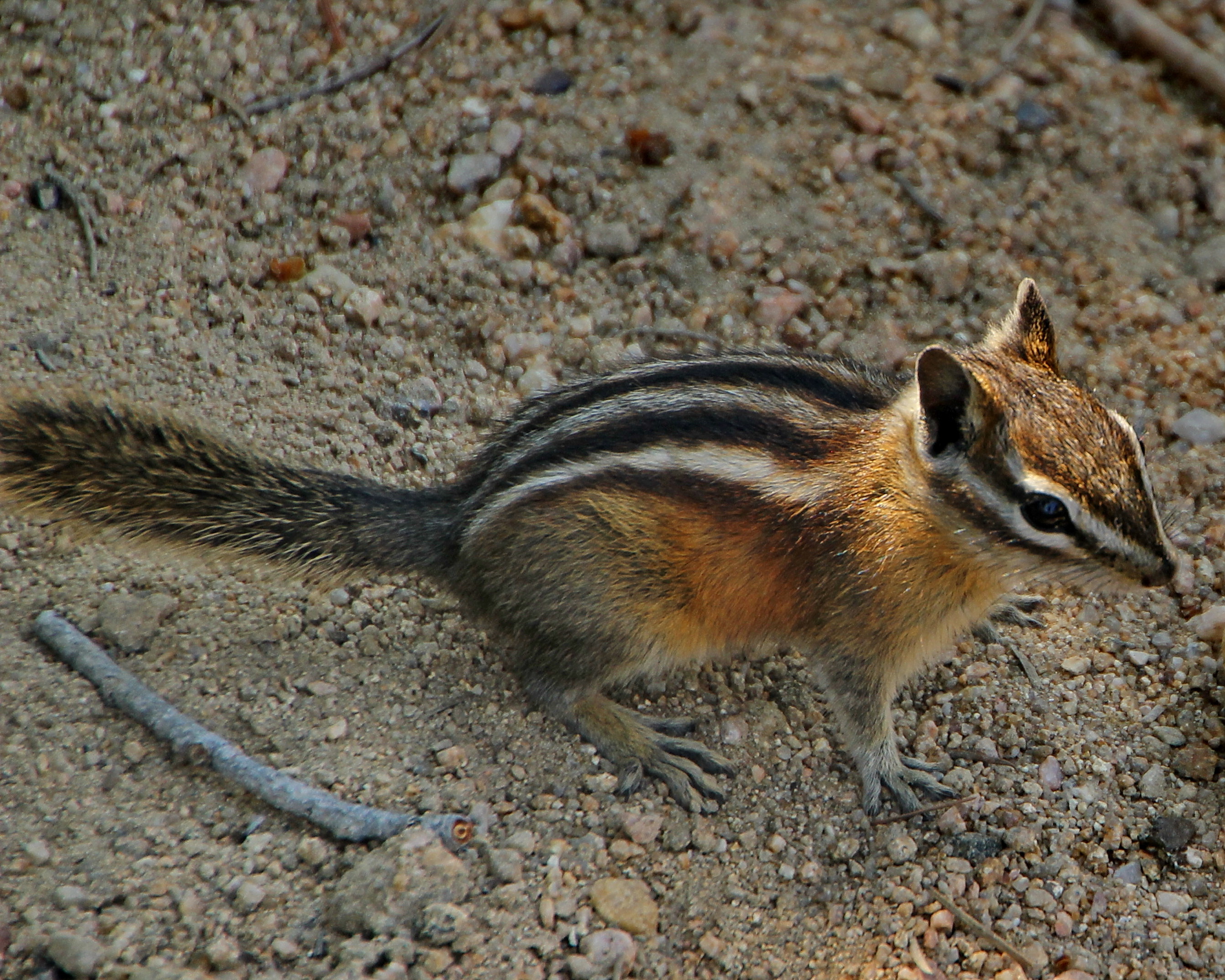 Uinta Chipmunk