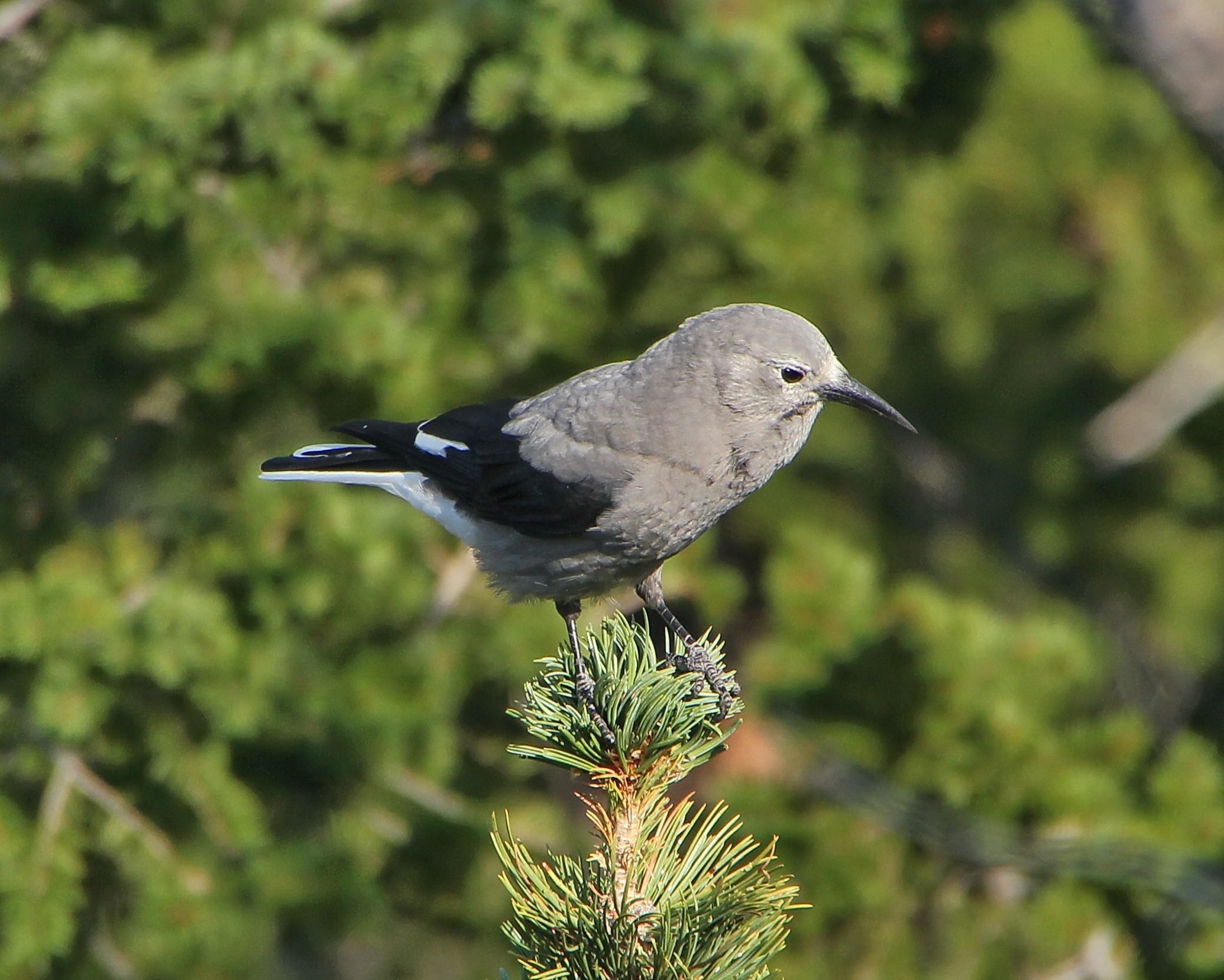 Clarks Nutcracker