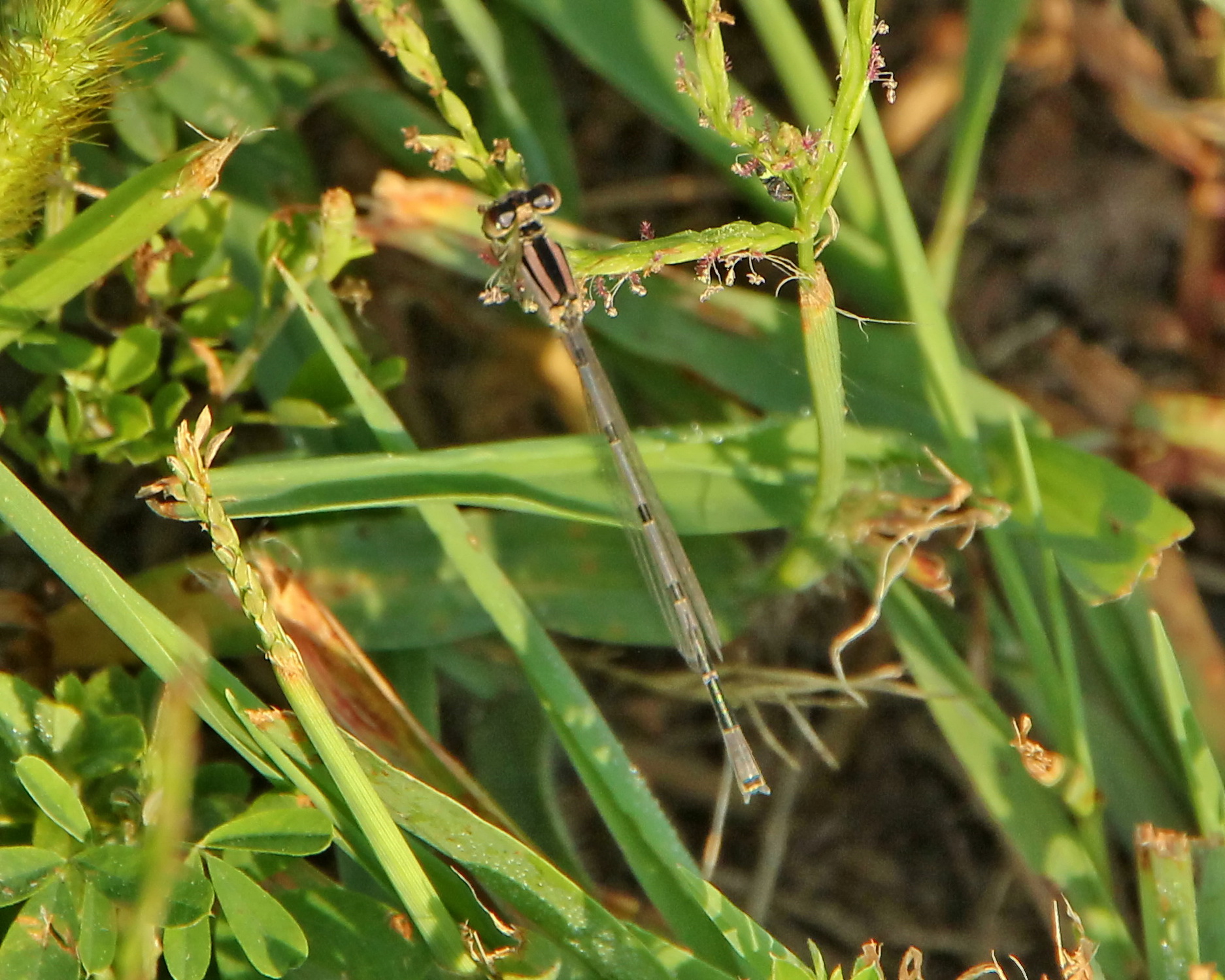 Variable Dancer