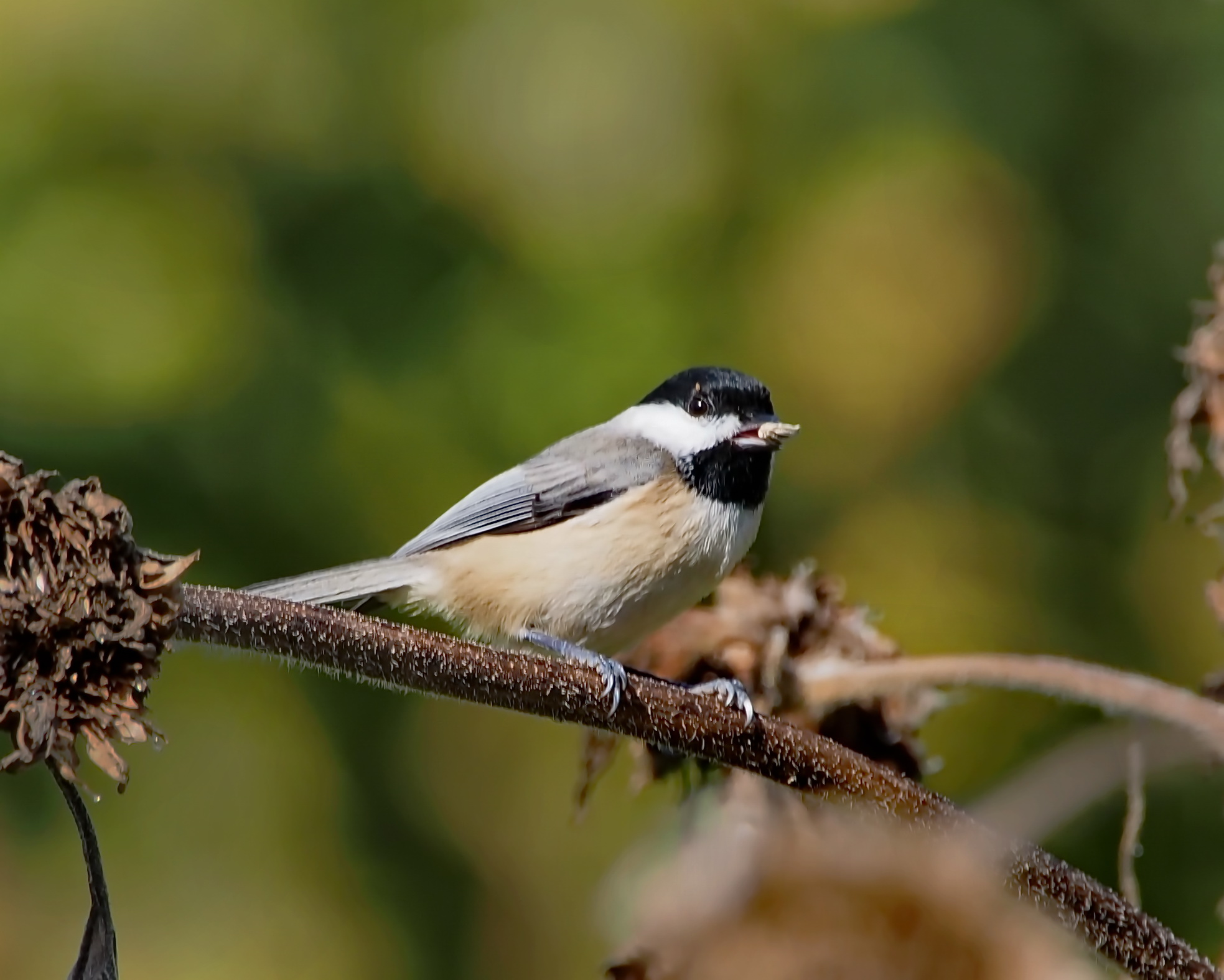 Carolina Chickadee
