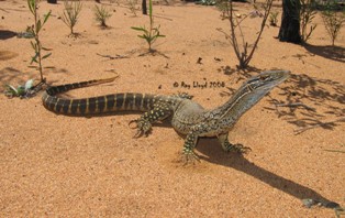 Varanus gouldii