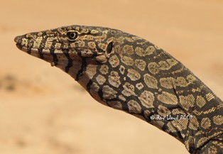 Varanus giganteus