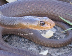Oxyuranus scutellatus