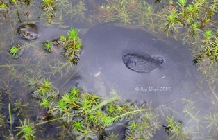 Chelodina longicollis