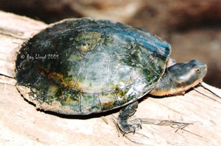 Emydura victoriae