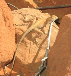 Ctenophorus slateri
