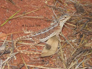 Ctenophorus reticulatus