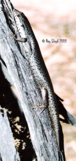 Egernia striolata