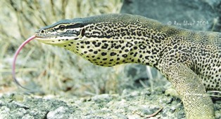 Varanus panoptes panoptes