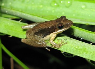 Litoria microbelos