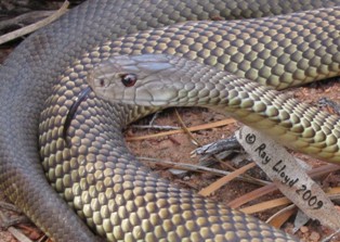 Pseudechis australis