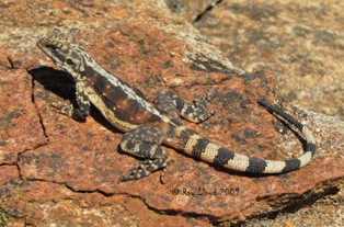 Ctenophorus ornatus
