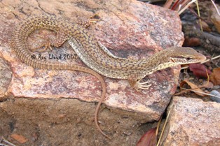 Varanus storri