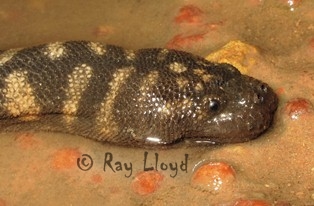 Snakes of Australia (Acrochordidae)