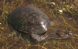 Chelodina rugosa