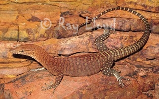 Varanus pilbarensis