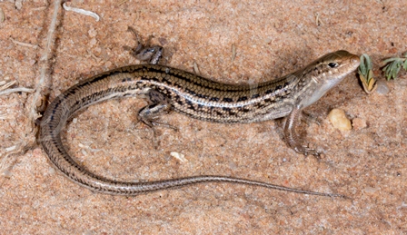 Ctenotus angusticeps