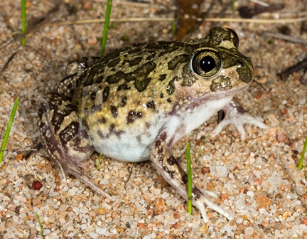 Neobatrachus pelobatoides