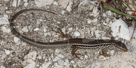 Ctenotus lancelini