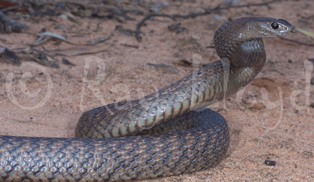 Pseudonaja affinis affinis