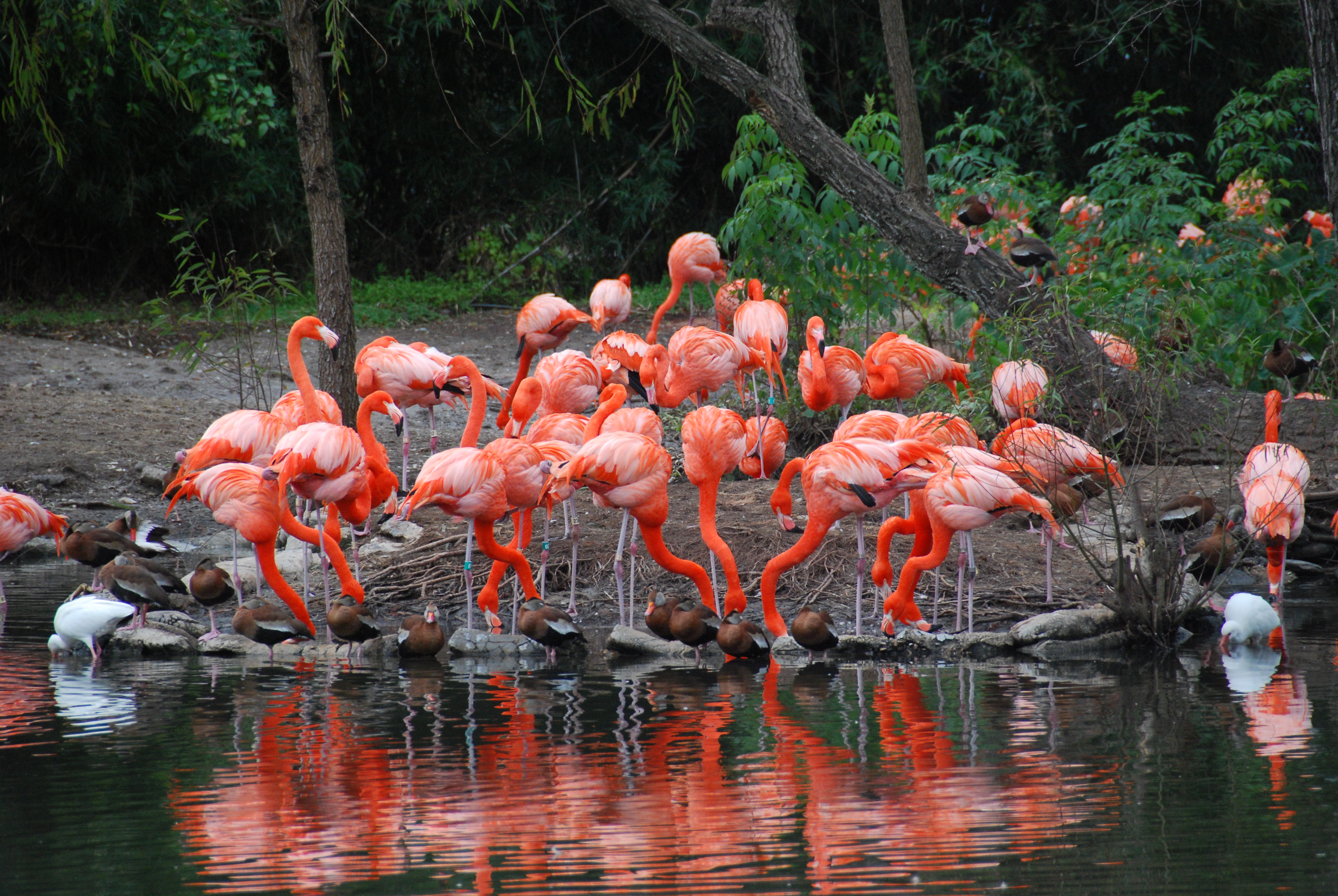 Flamingos - Audubon Zoo