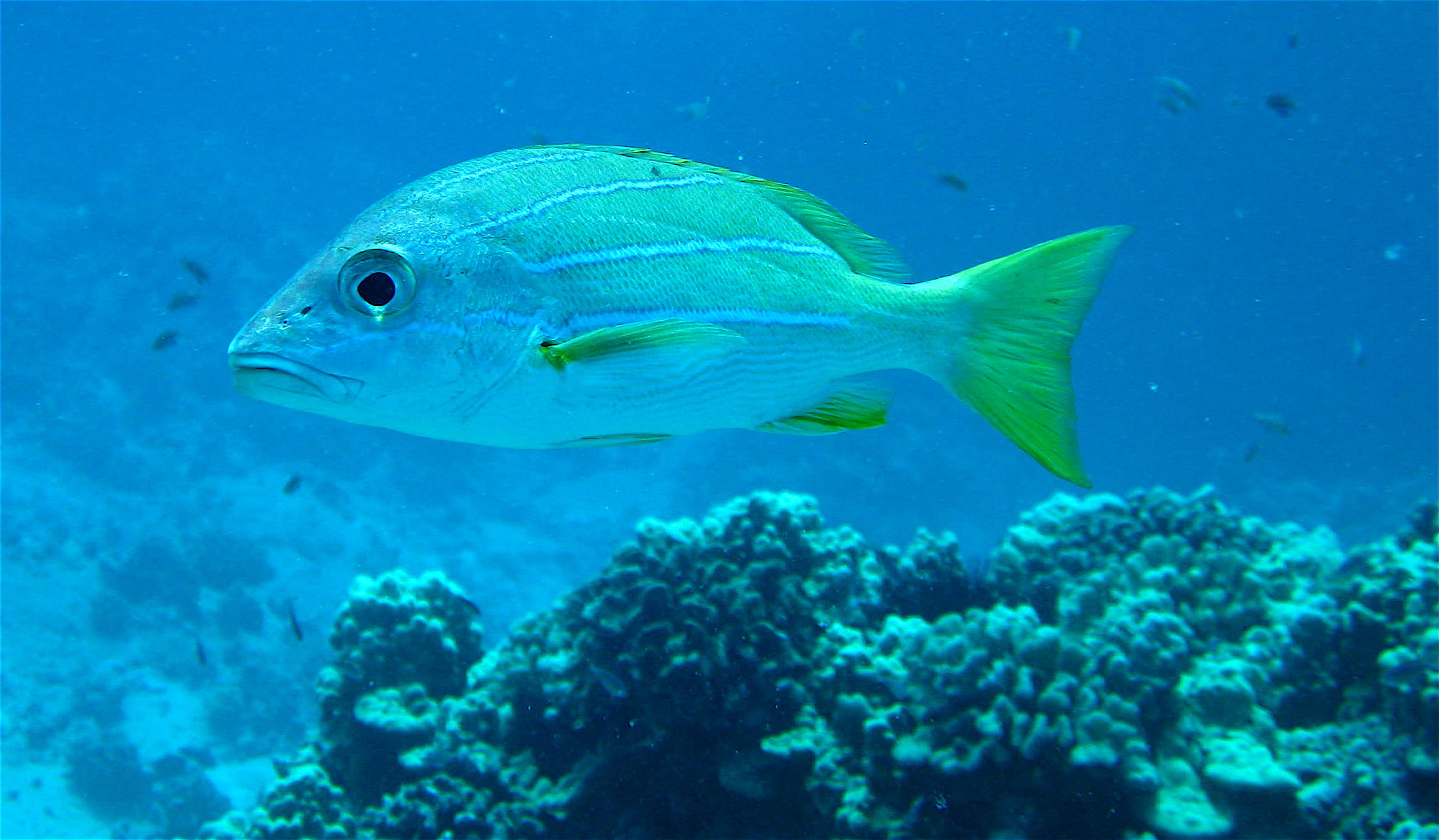 Kona Hawaii