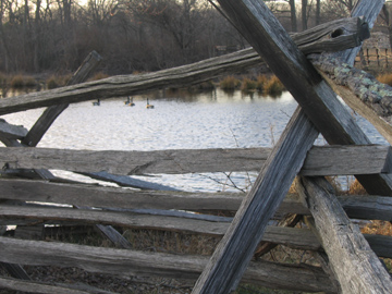 Pond