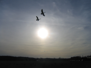 Geese
