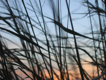 Reed Sunset