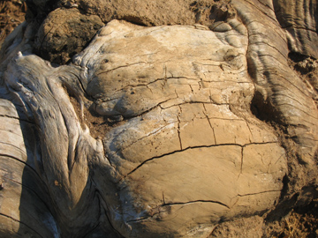 Roots