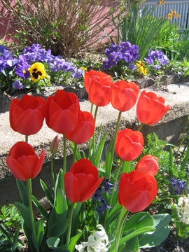 Tulips