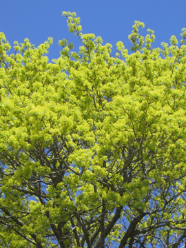 Spring Coming!