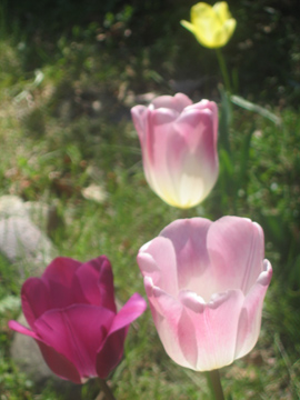 Flowers