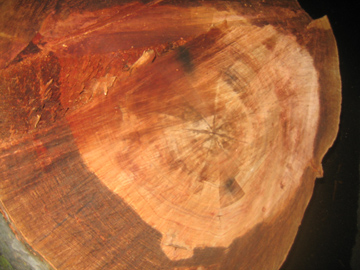 La Stump!