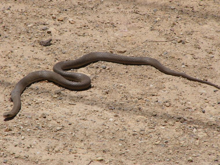EASTERN BROWN.JPG