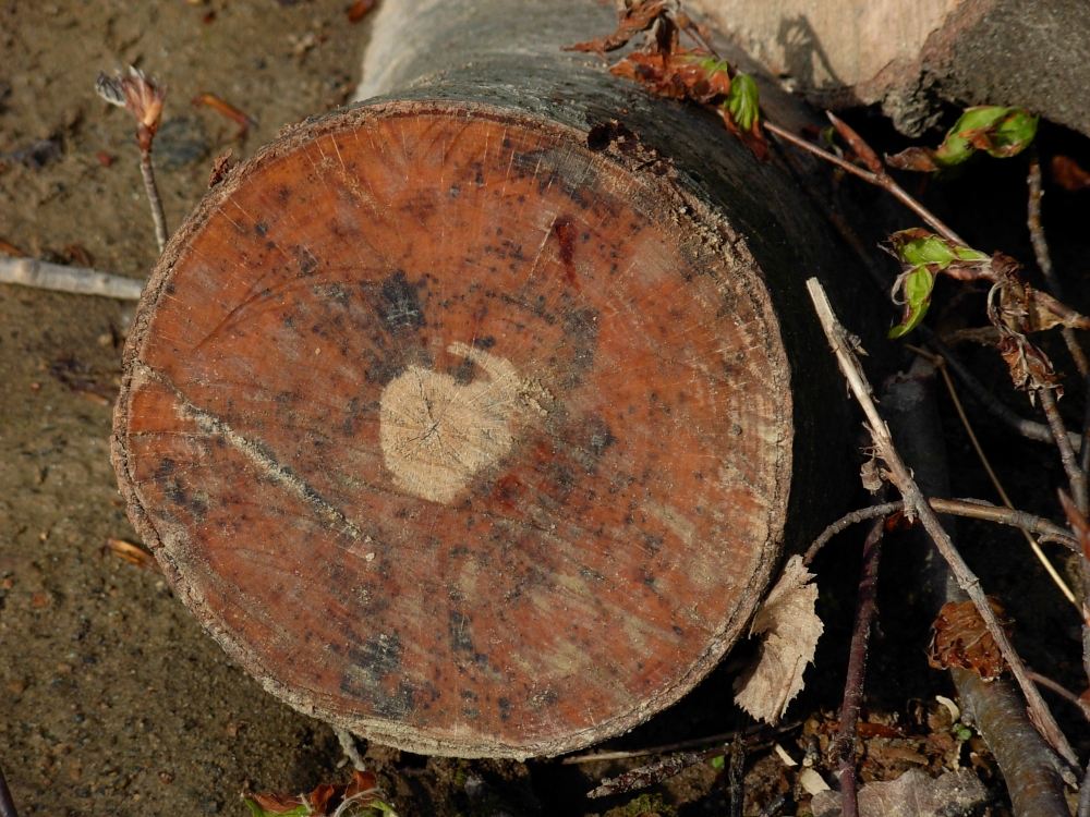 DSCN4696.JPG
