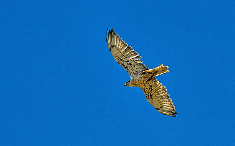Swainsons Hawk 