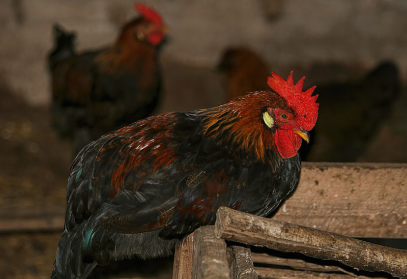 Rooster 