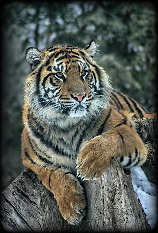 Tiger 