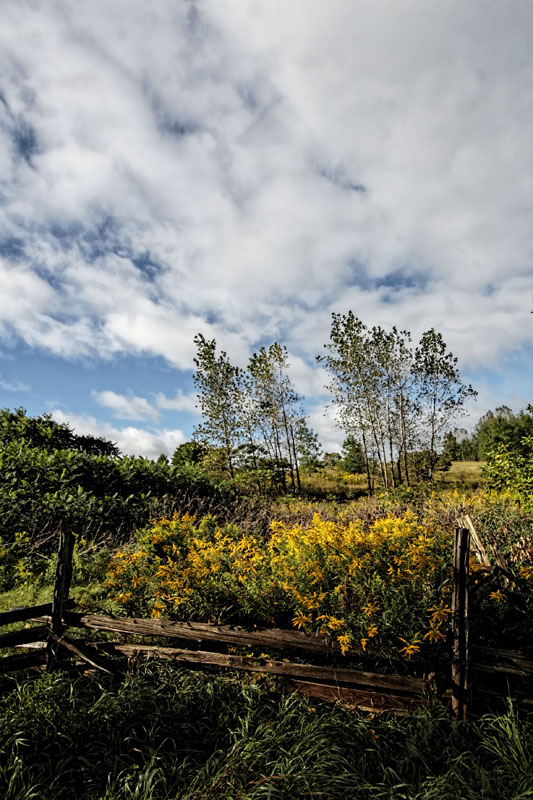 Landscape 