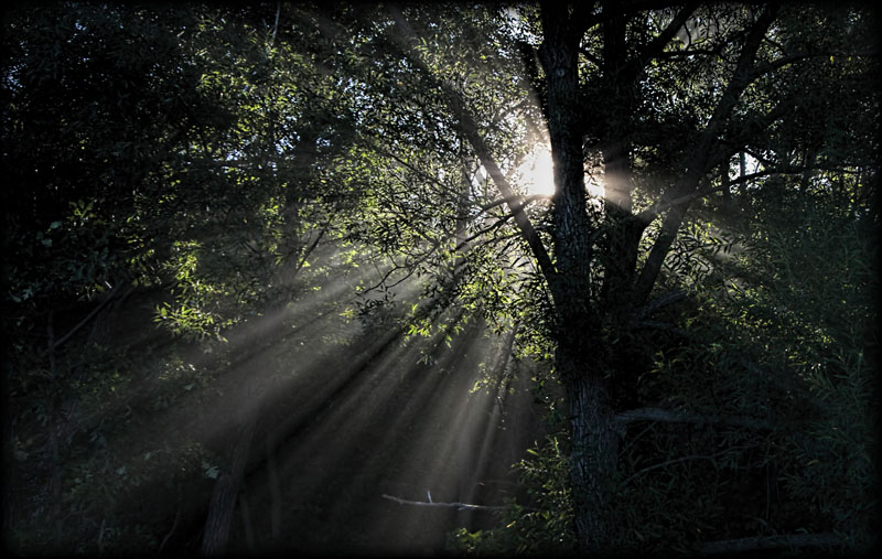 Light through the Leaves 