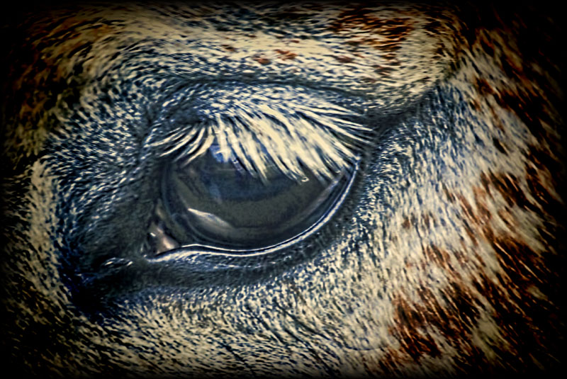 Eyelashes 